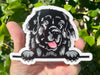 Newfoundland Vinyl Decal - Dog Breed Bumper Sticker