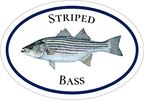 WickedGoodz Oval Vinyl Striped Bass Decal - Fishing Bumper Sticker - Perfect Ocean Fishing Gift-WickedGoodz